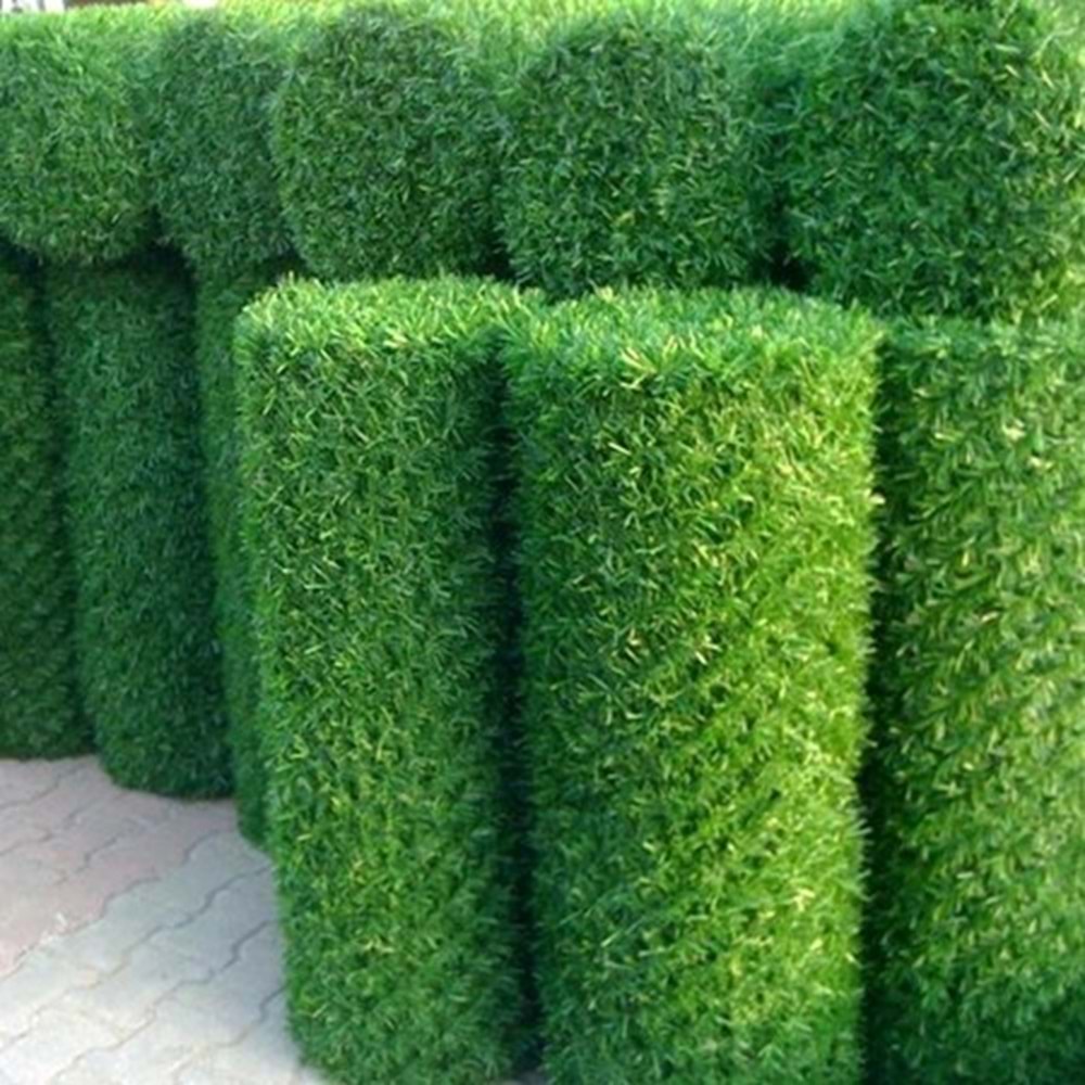 ÇIM ÇIT ALTIGEN 120 CM